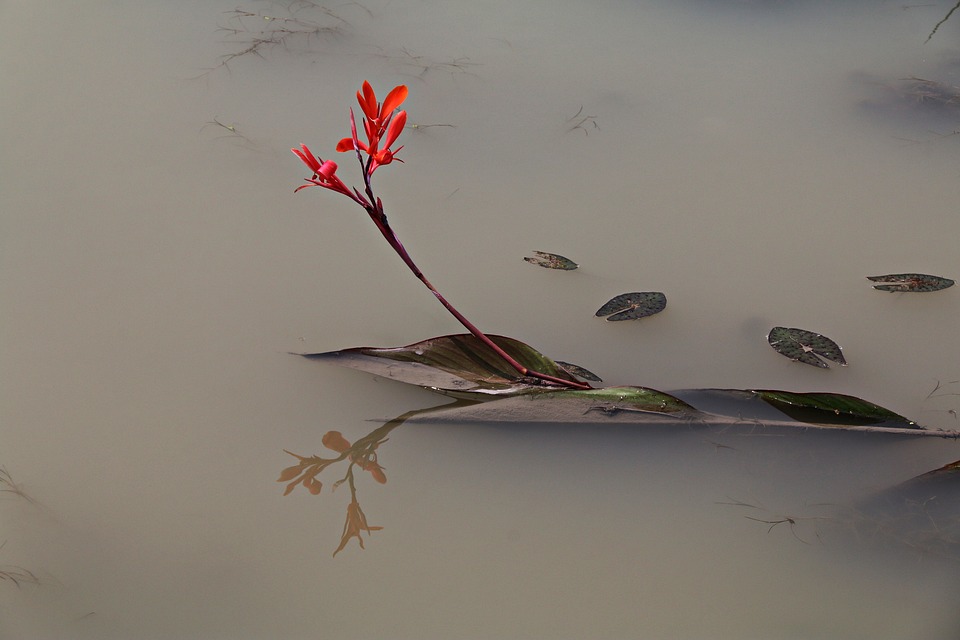 Flower, water, grief