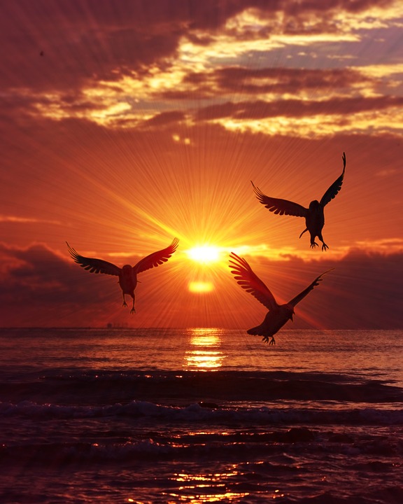 sunrise, birds, sky, water, embrace