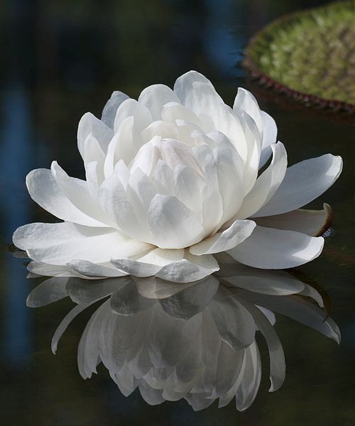 Renew Inspiration, white flower, journaling, reflection