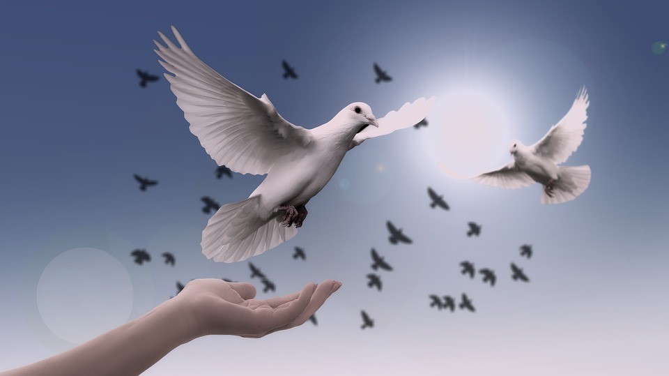 birds, flying, sky, hand, protector