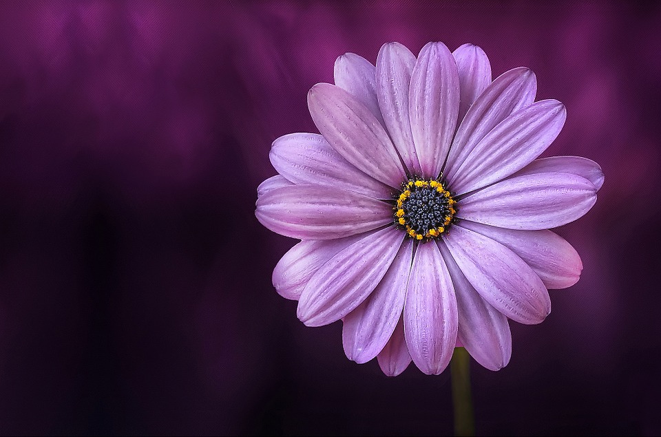 flower, purple, trust, believe, mind, body, spirit