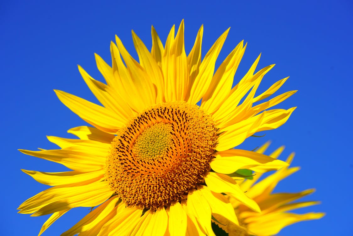sunflower, sunshine, sky