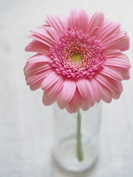 flower, pink, vase