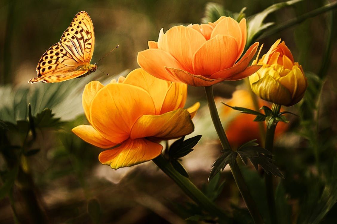 butterfly, orange flowers, change