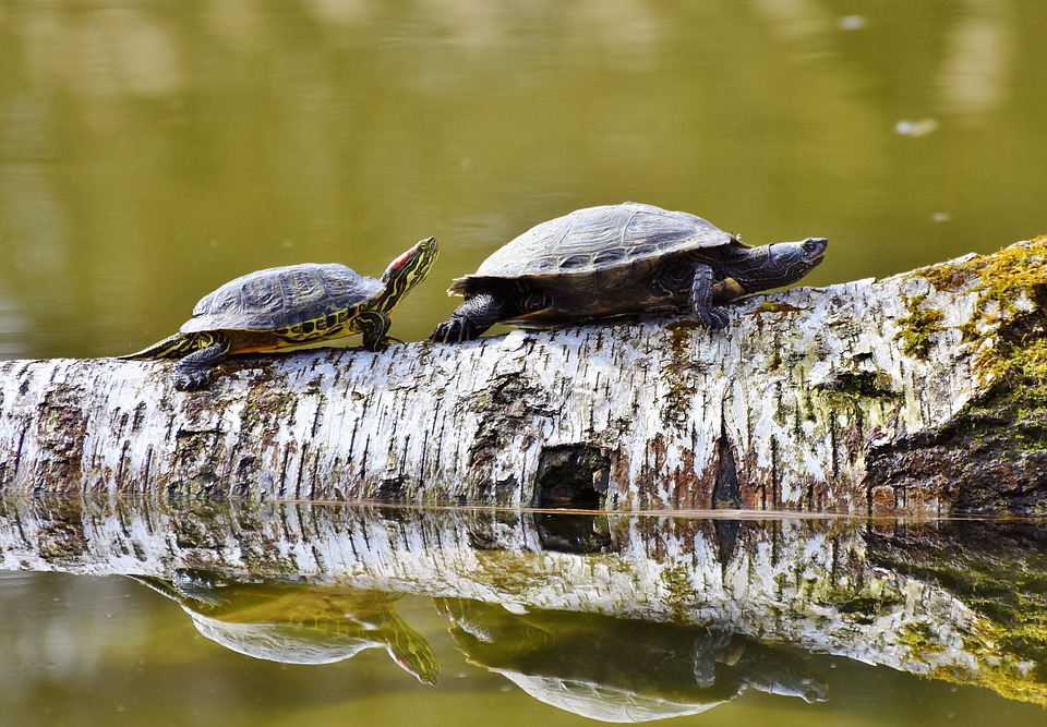 tortoise, slow, steady, goals