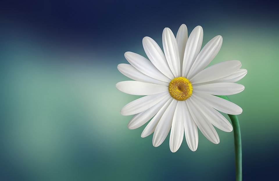 white flower, thankful, peaceful, renew, inspiration