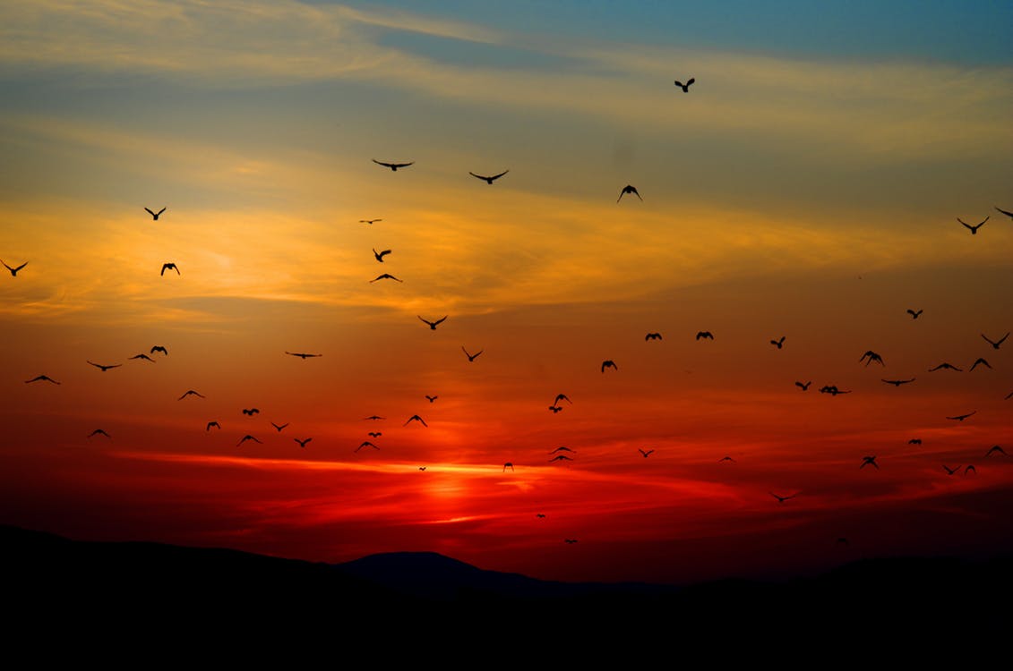 sky, birds, sunset, scattered