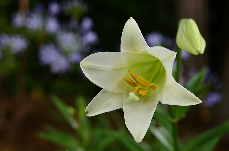 Calmness Within, Renew Inspiration, Easter Lily, Happy Easter, Spiritual Growth, Inner Peace