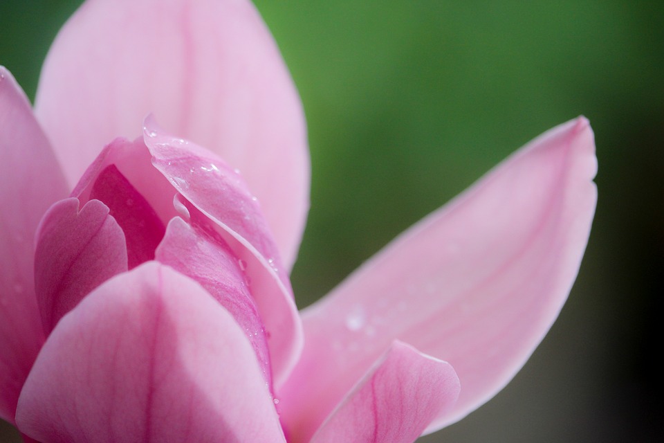 Renew Inspiration, Here and Now, Magnolia, Pink Flower, Spring, Nature, Petals