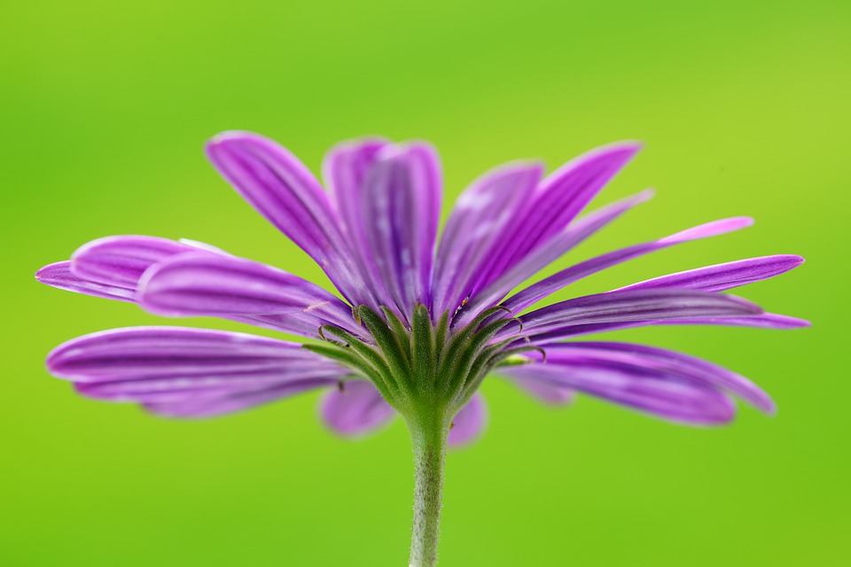 Renew Inspiration, Journaling for Renewal, Purple Flower, Improvement, Growth