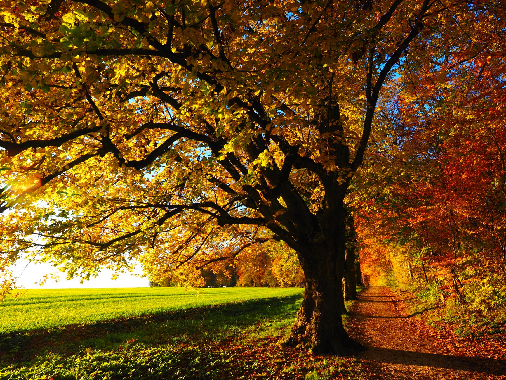 Season to Season, Autumn, Fall, Leaves, Tree, Outdoors