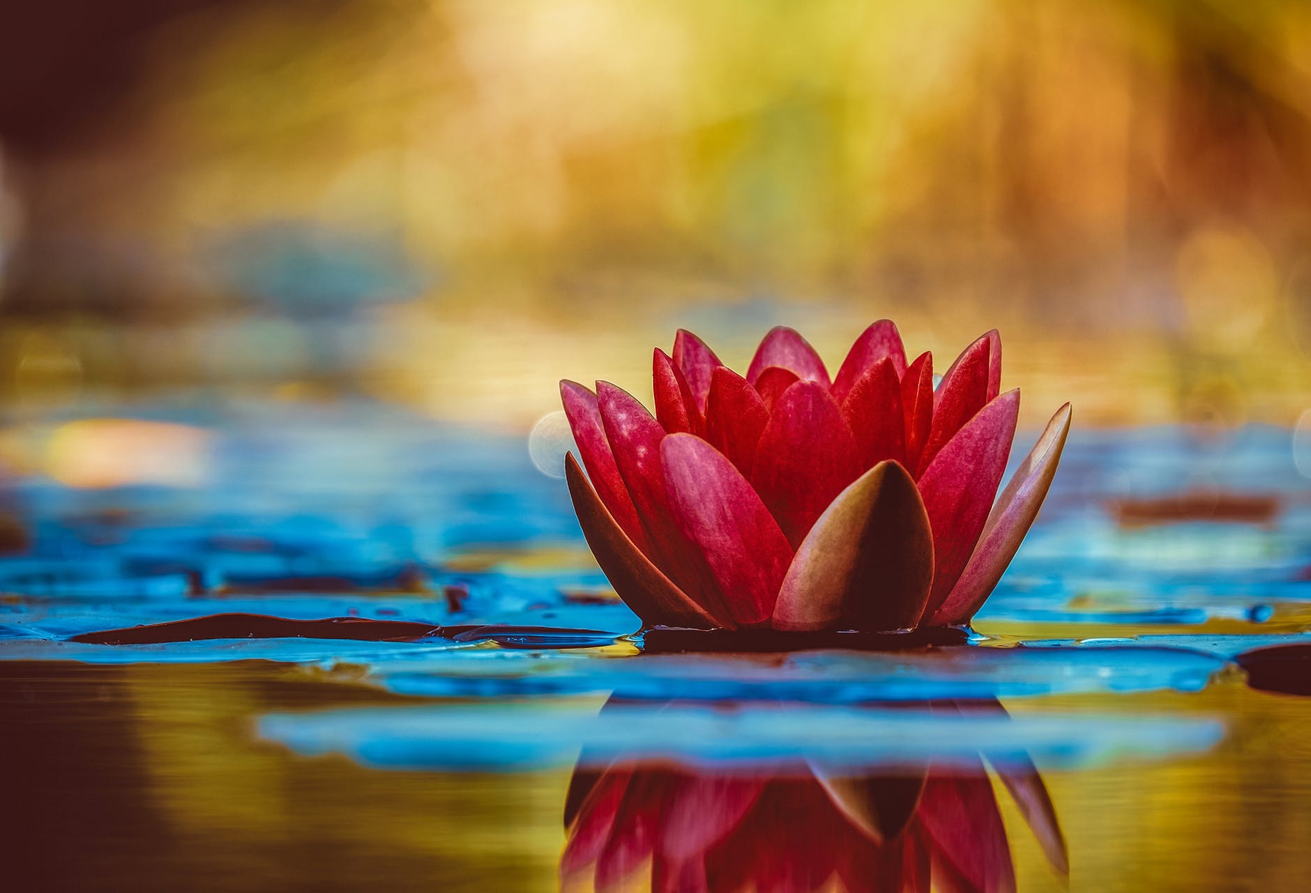 Trust Yourself, Whole Again, Renew inspiration, Lotus Flower, Water, Faith, Believe
