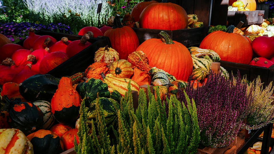 autumn, fall, pumpkins, activities