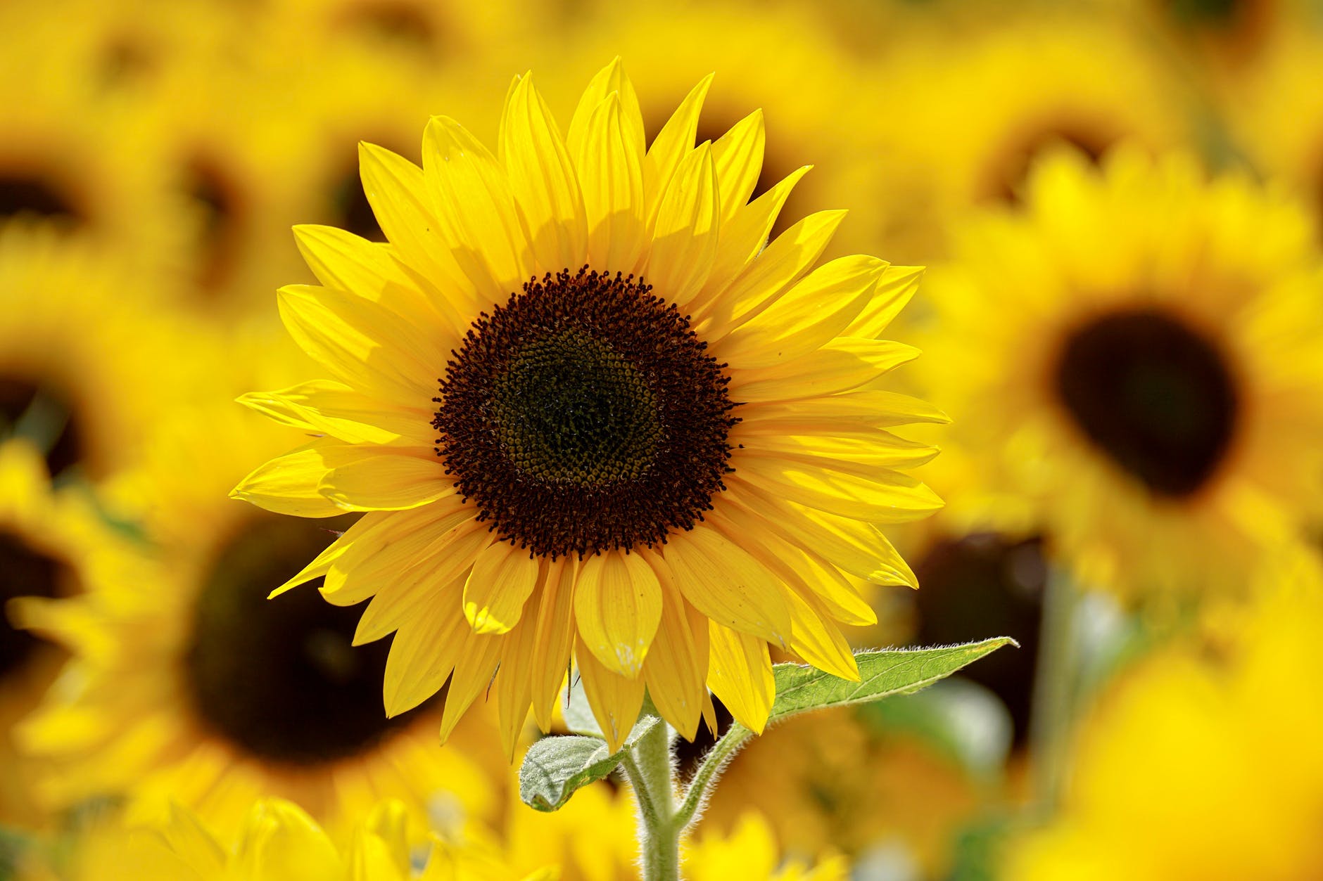 Renew Inspiration, Transitioning Back to Greatness, Sunflowers, Sunshine, Brightness