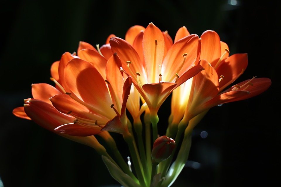 Renew Inspiration, Spiritual, Breakthrough, Orange Flowers