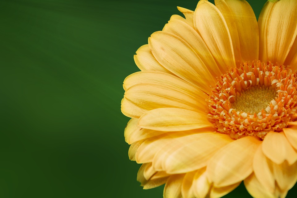Renew Inspiration, Worthy Enough To Shine, Yellow Flower, Nature, Bloom, Plant