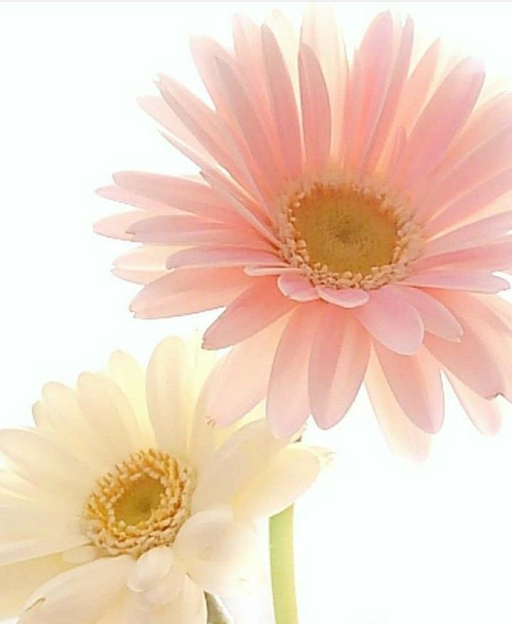 Pink and yellow flower with white background